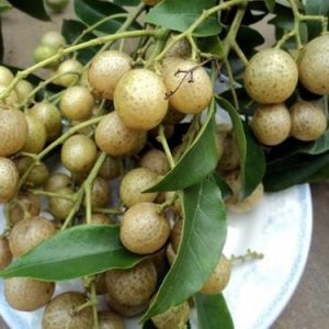 Cây mắc mật, là đặc sản của vùng núi phía Bắc