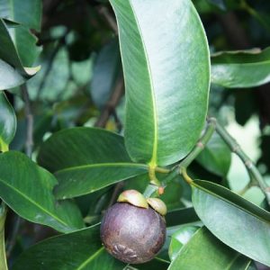 Hình ảnh: cây măng cụt giống