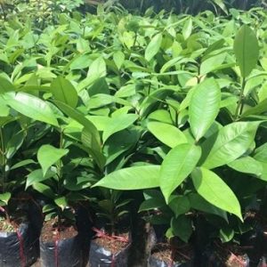 Cây giống măng cụt thái