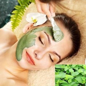 Cây rau diếp cá có nhiều công dụng tốt cho sức khỏe