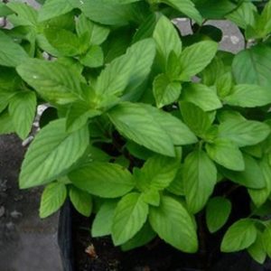 Cây rau húng thơm