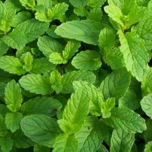 Cây rau húng lủi ăn sống rất thơm