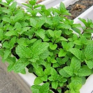 Cây rau húng lủi