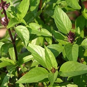 Cây húng quế rất tốt cho sức khỏe