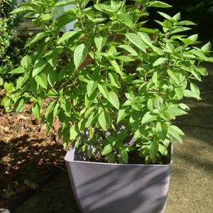 cây rau húng quế