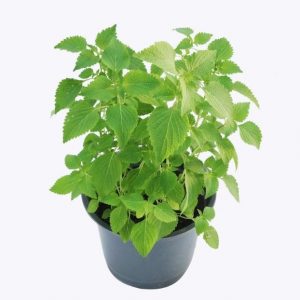 Cây rau kinh giới