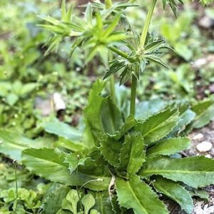 cây rau ngò rai, ngò tàu