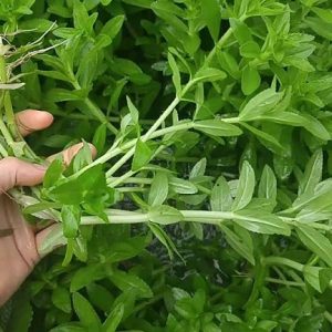 cây rau ngò ôm trồng chậu