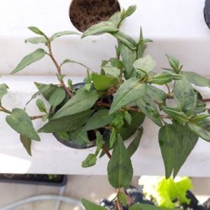 cây rau răm trồng chậu