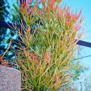 Cây giao hay còn gọi là cây xương cá