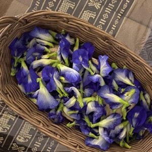 Cây hoa đậu biếc