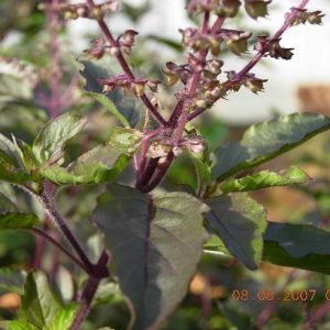 cây hương nhu tía