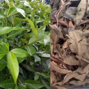 cây vối nếp, vối bắc