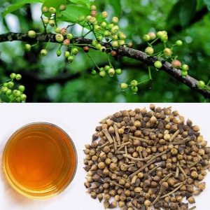 Cây lá vối uống nước