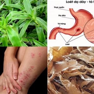 cây lược vàng chữa dạ dày, viêm họng