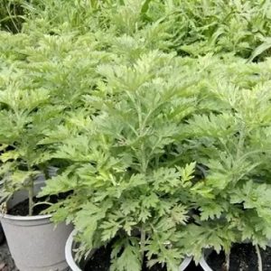 Cây ngải cứu giống