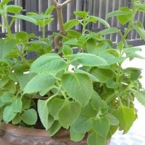 cây rau tần dày lá, hay còn gọi là húng chanh