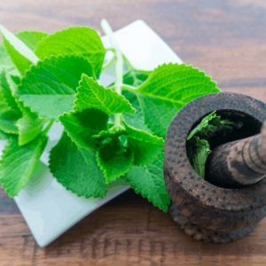 cây rau tần dày lá trị ho cảm