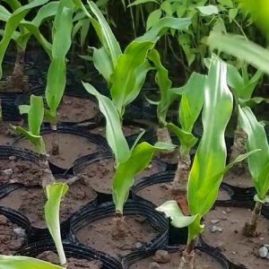 Cây trinh nữ hoàng cung