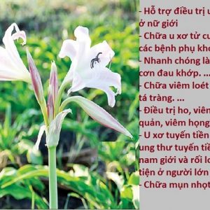 cây trinh nữ hoàng cung