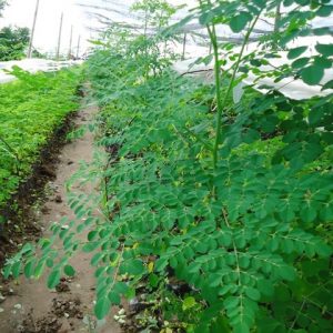 cây chùm ngây trồng chậu