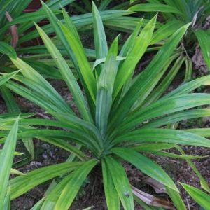 cây dứa lá nếp