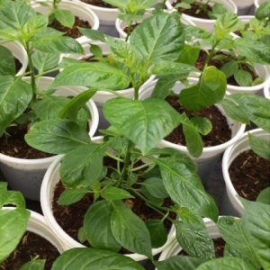 Cây giống ớt Peru