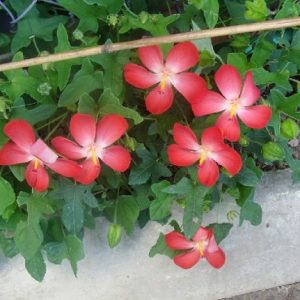 Cây sâm bố chính