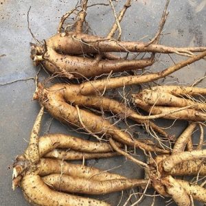 Cây sâm bố chính