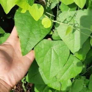 cây sương sâm lông