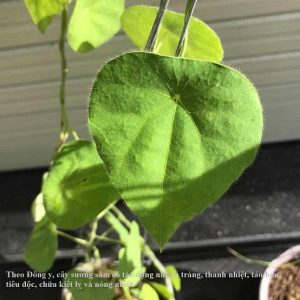 cây sương sâm lông