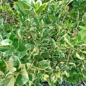 Cây chanh cẩm thạch ruột hồng