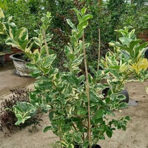 Cây chanh cẩm thạch