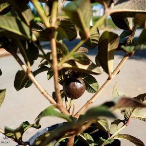 Quả của cây ổi tím