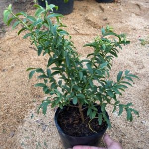 cây ổi tím lá rí