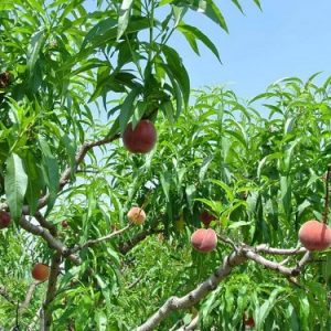 cây đào tiên nhật bản