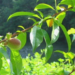 Cây đào tiên Nhật Bản