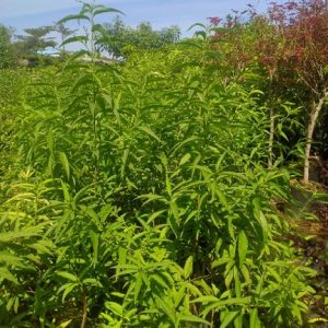 cây đào tiên Nhật bản