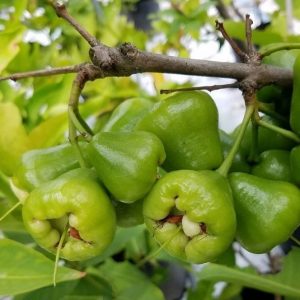 cây mận xanh tam hoa