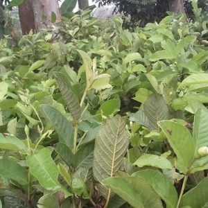 Cây Ổi Xá Lị Ruột Đỏ