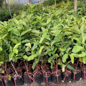 cây ổi xá lị ruột đỏ