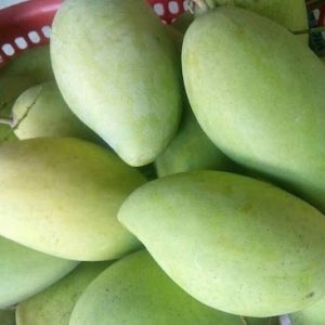 xoài cát hòa lộc có giá trên 20k 1kg