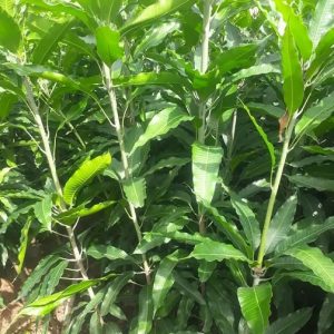 xoài cát hòa lộc