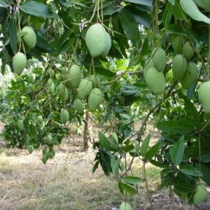 Cây xoài cát hòa lộc