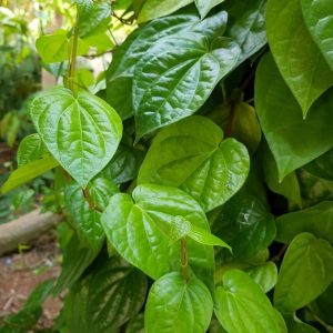 cây trầu không ăn lá