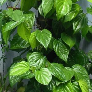 cây trầu không ăn lá