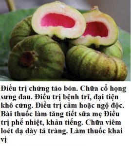 Cây quả có nhiều công dụng tốt cho sức khỏe