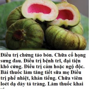 Cây quả có nhiều công dụng tốt cho sức khỏe