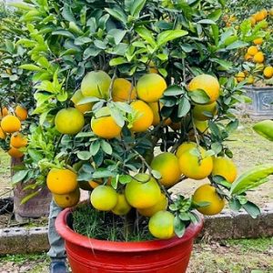 Cây bưởi trưởng thành trồng chậu