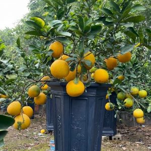 cây bưởi trái vàng